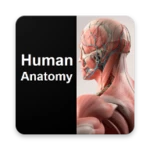 human anatomy quiz android application logo